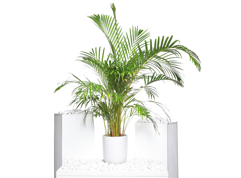 Areca Palm Plant