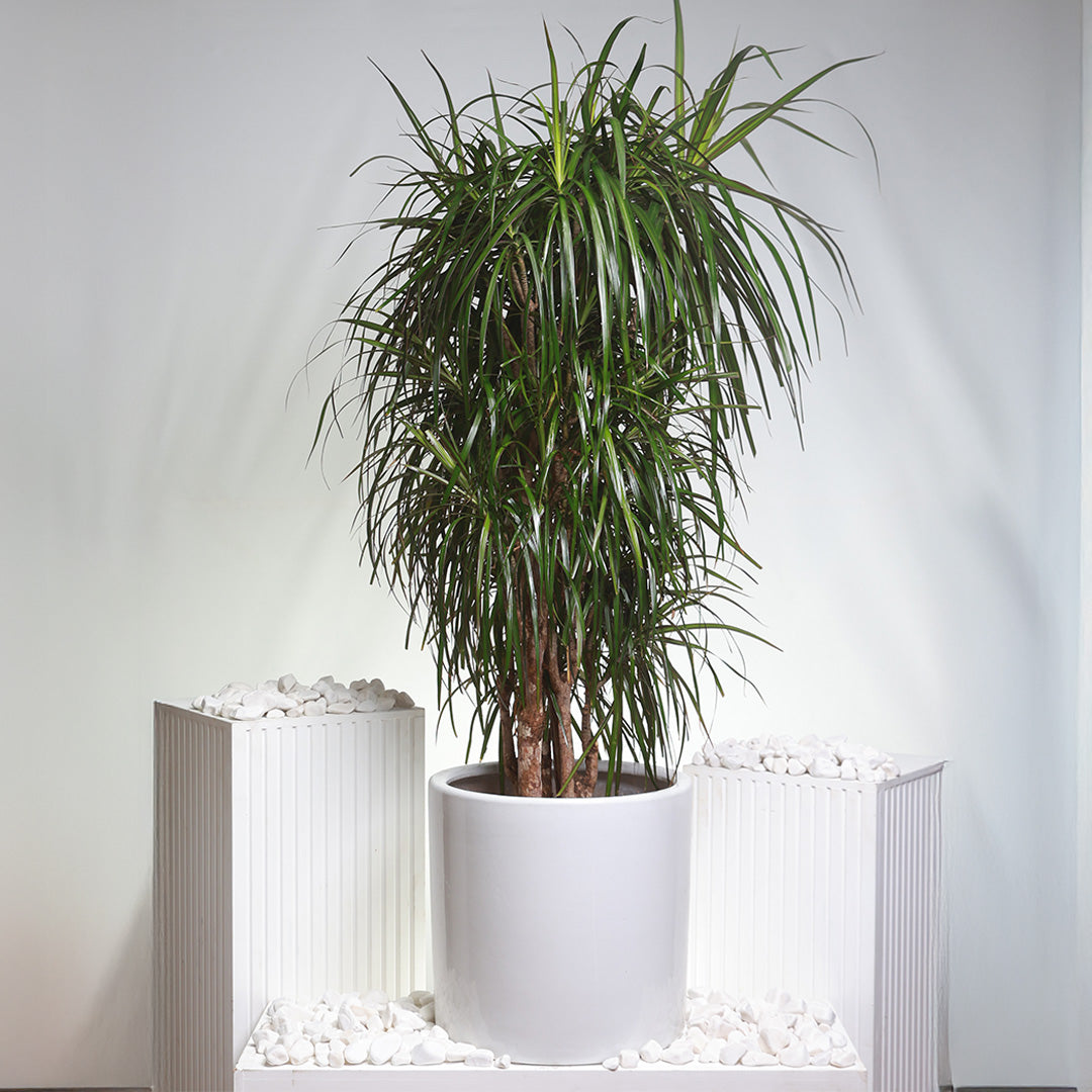 Dracaena Marginata