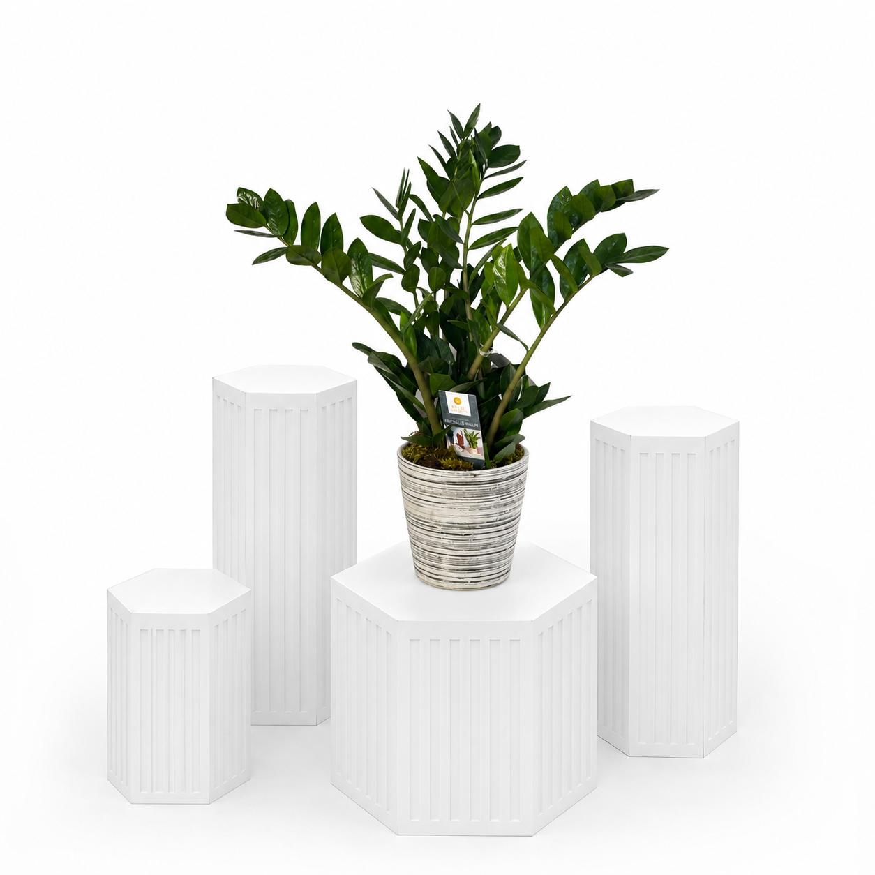 Zamioculcas Plant