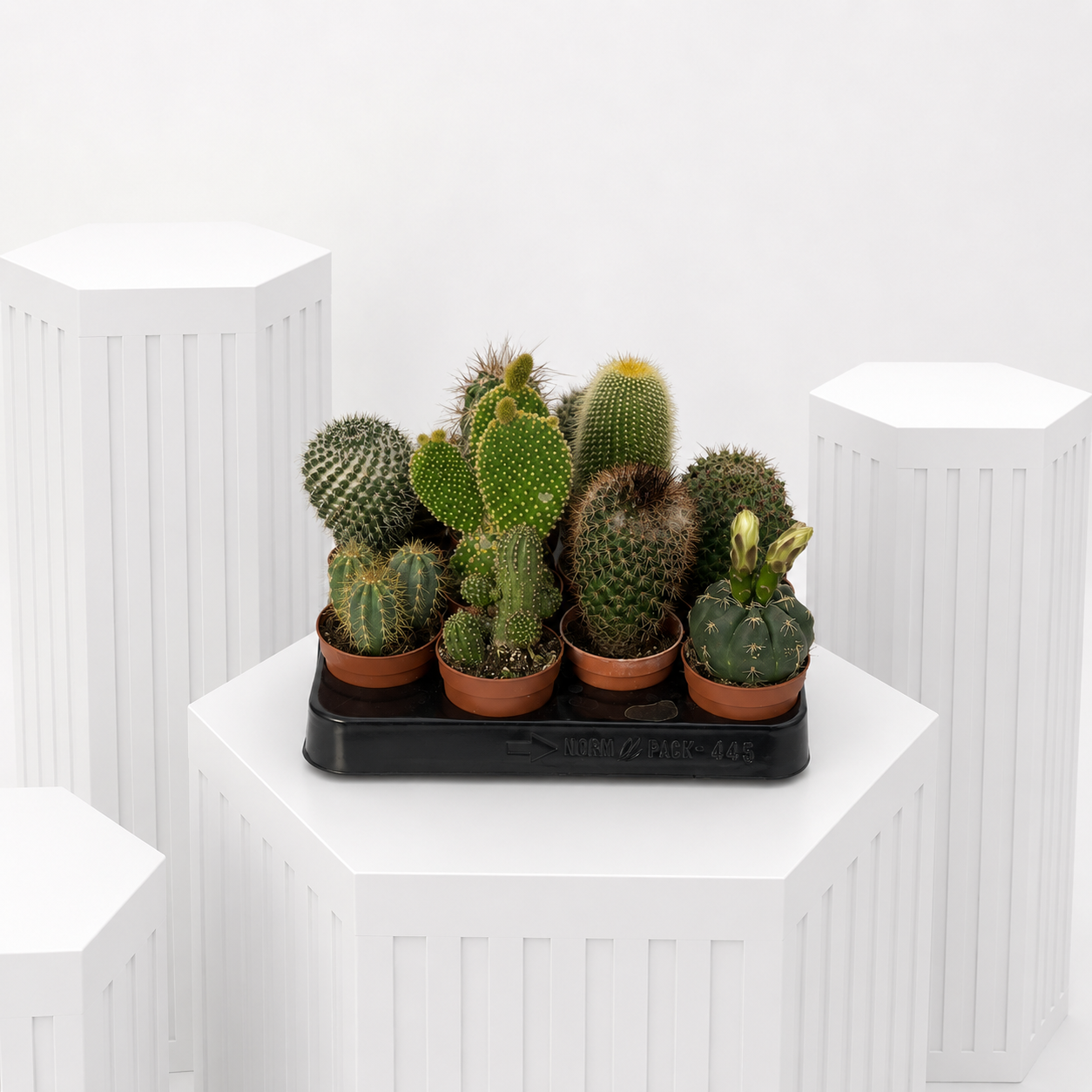 Cacti Gesture