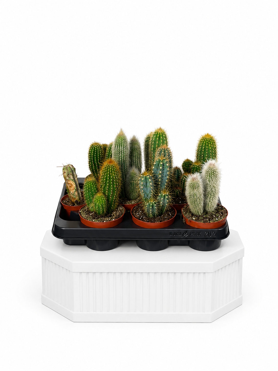 Cactus Anker