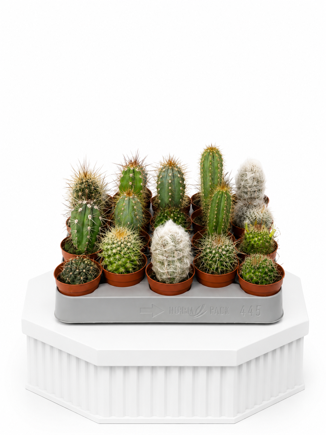 Cacti Signature