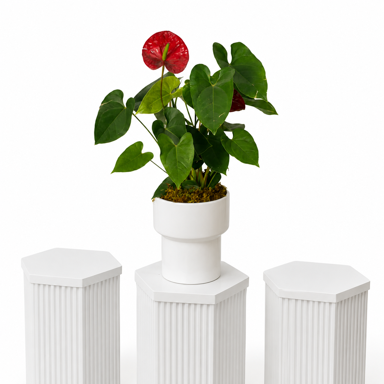 Anthurium Flamingo Flower