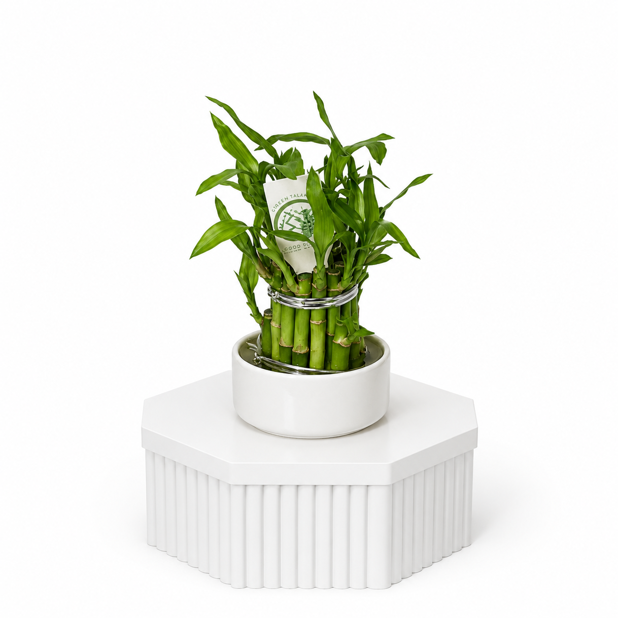 Lucky Bamboo Stems