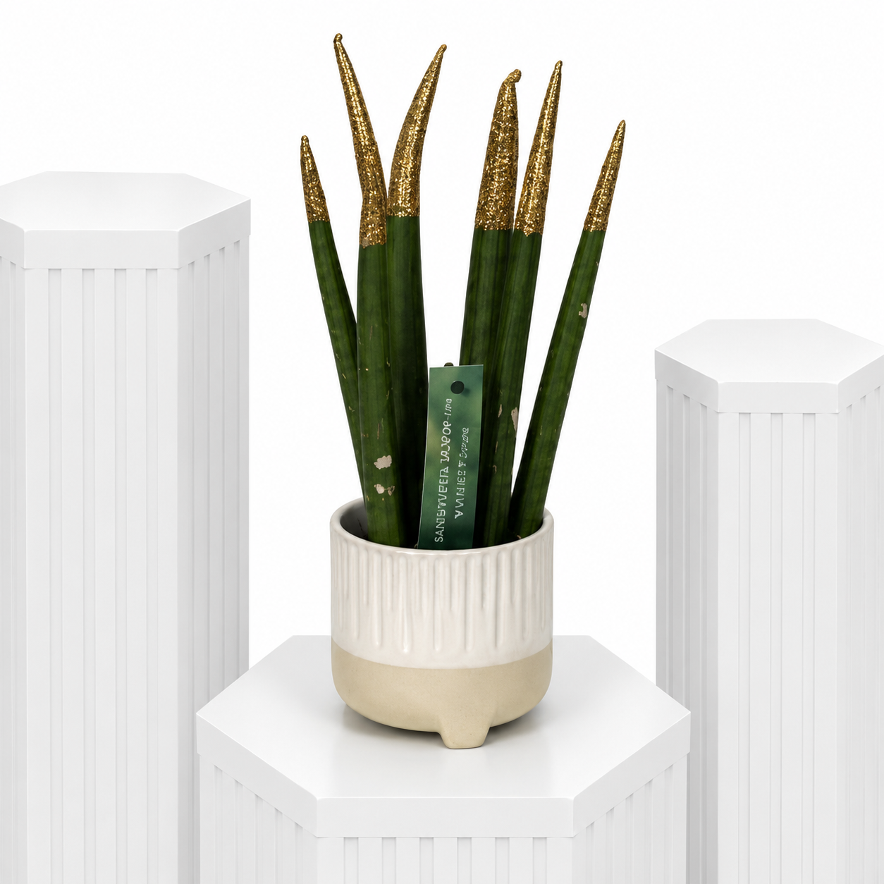 Gold Cylindrical Snake Plant
