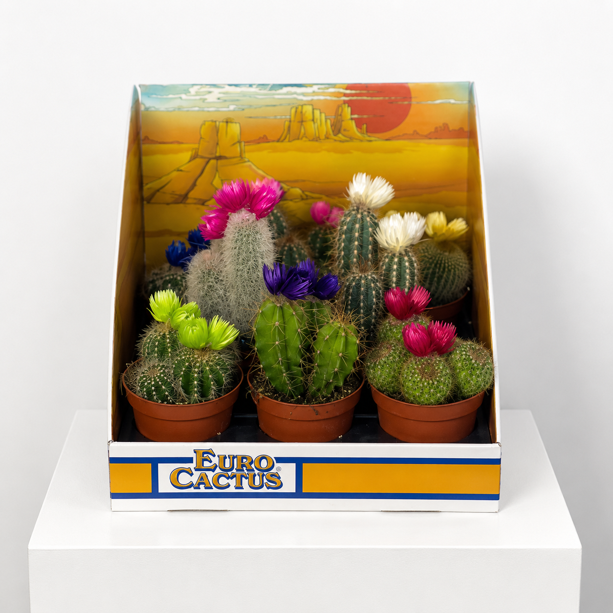 Colored Charm Cactus