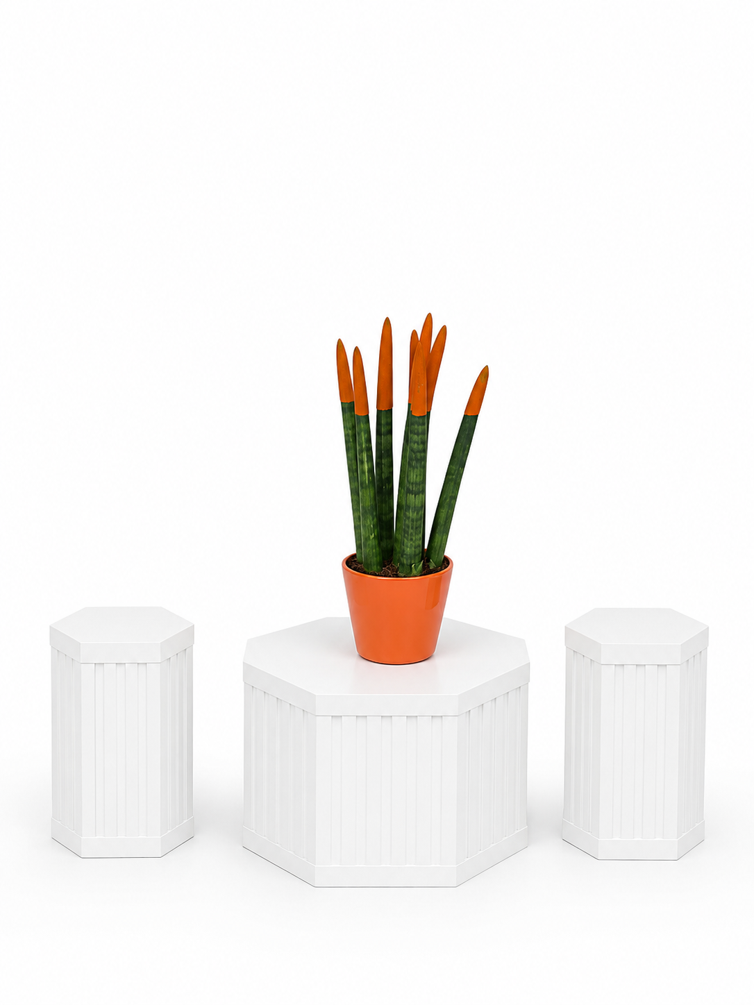 Orange Cylindrical Snake Plant