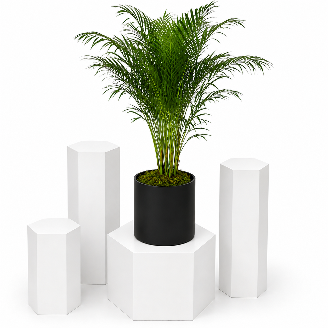 Indoor Paradise Palm