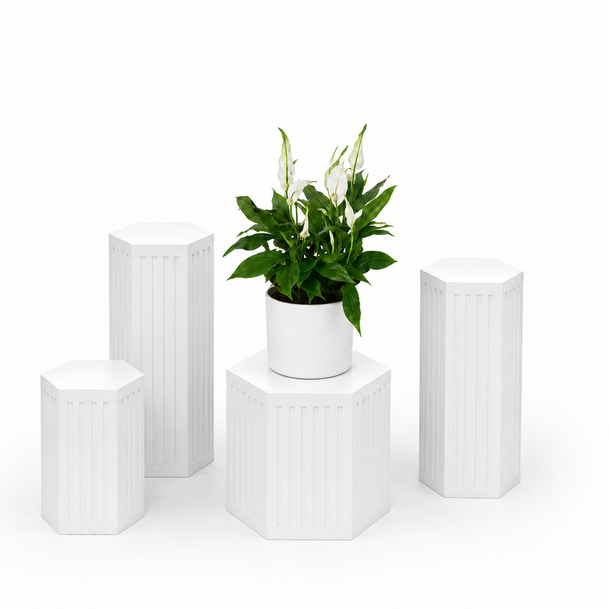 Modern Peace Lily