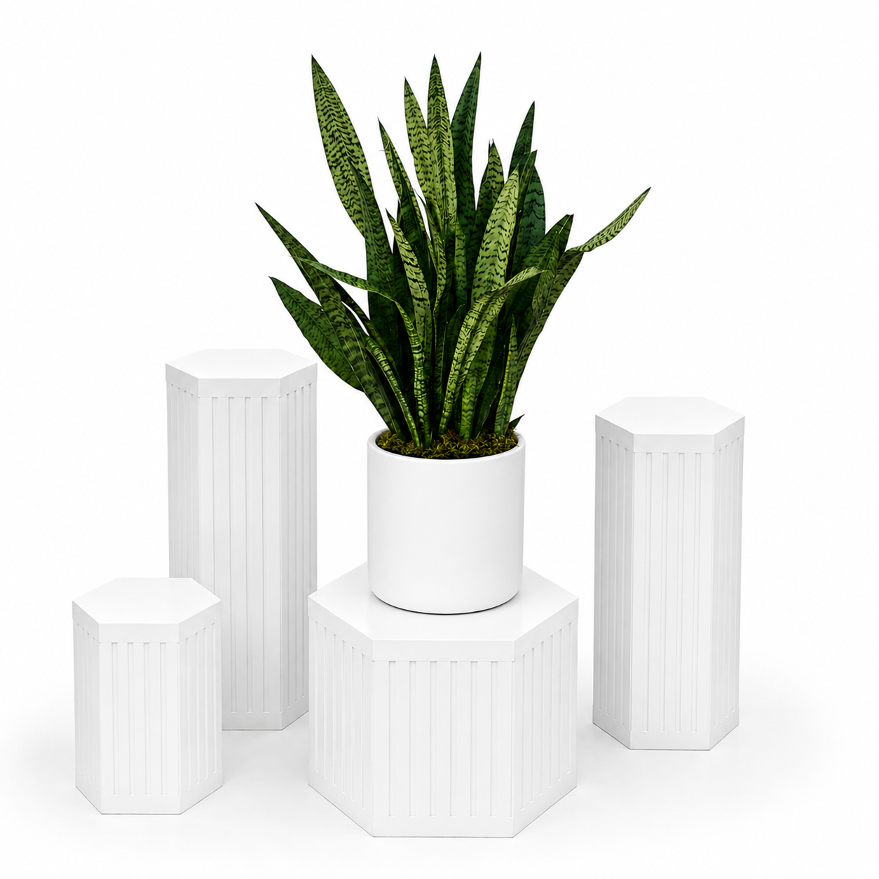 Sansevieria Snake Plant