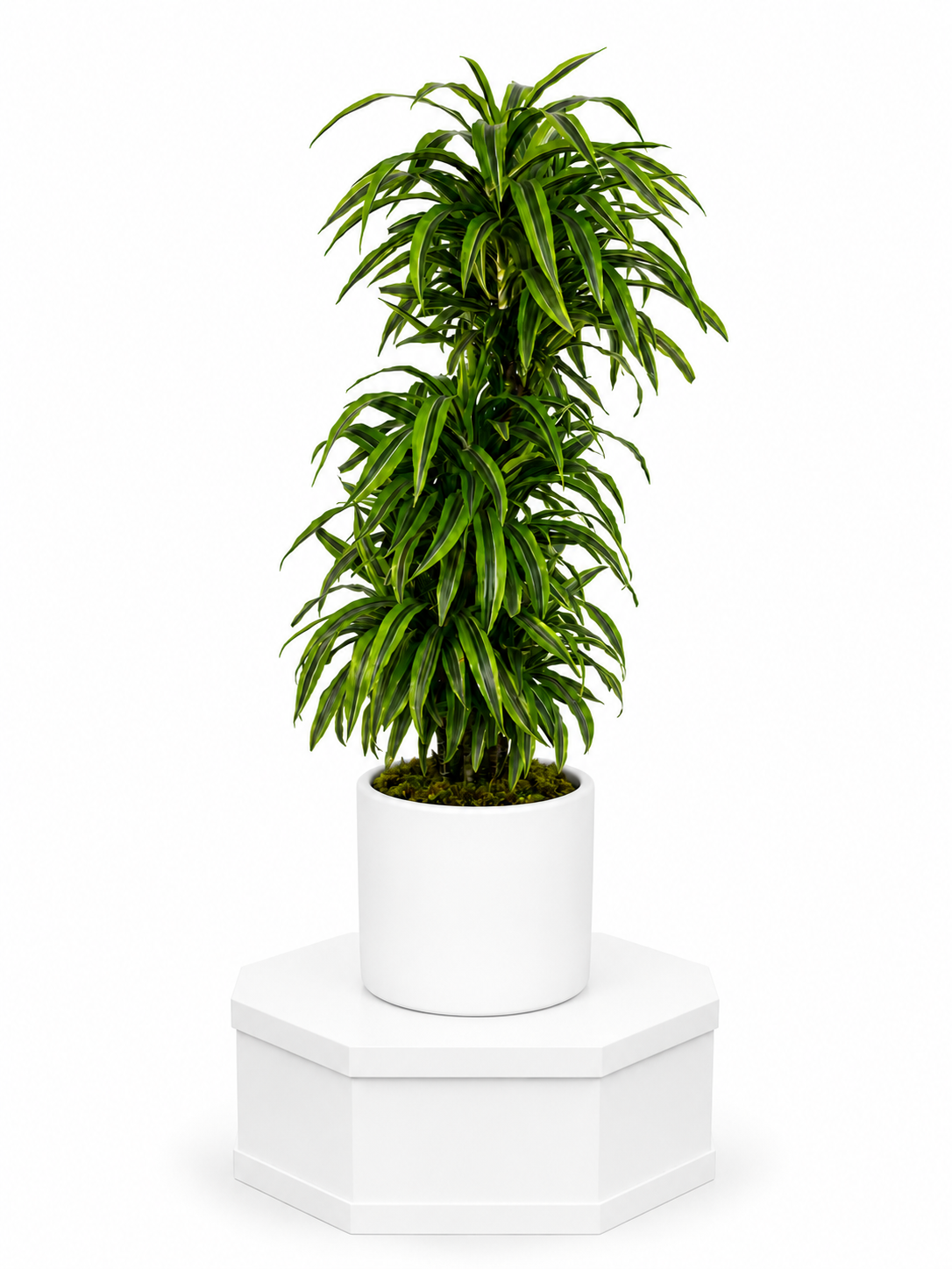 Emerald Elegance Dracaena