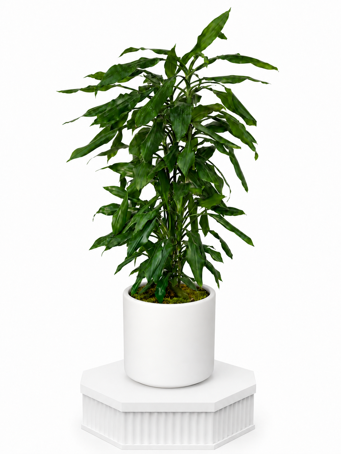 Ivory Leaf Dracaena