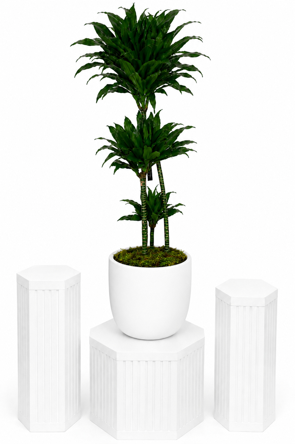 Luxury Dracaena Tower