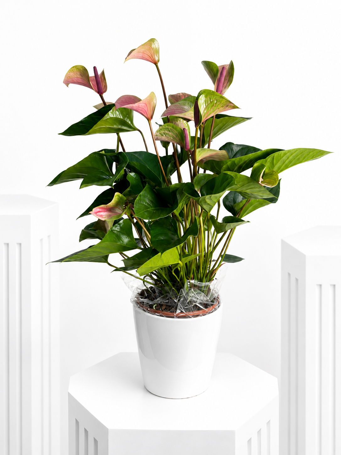 Anthurium Arms