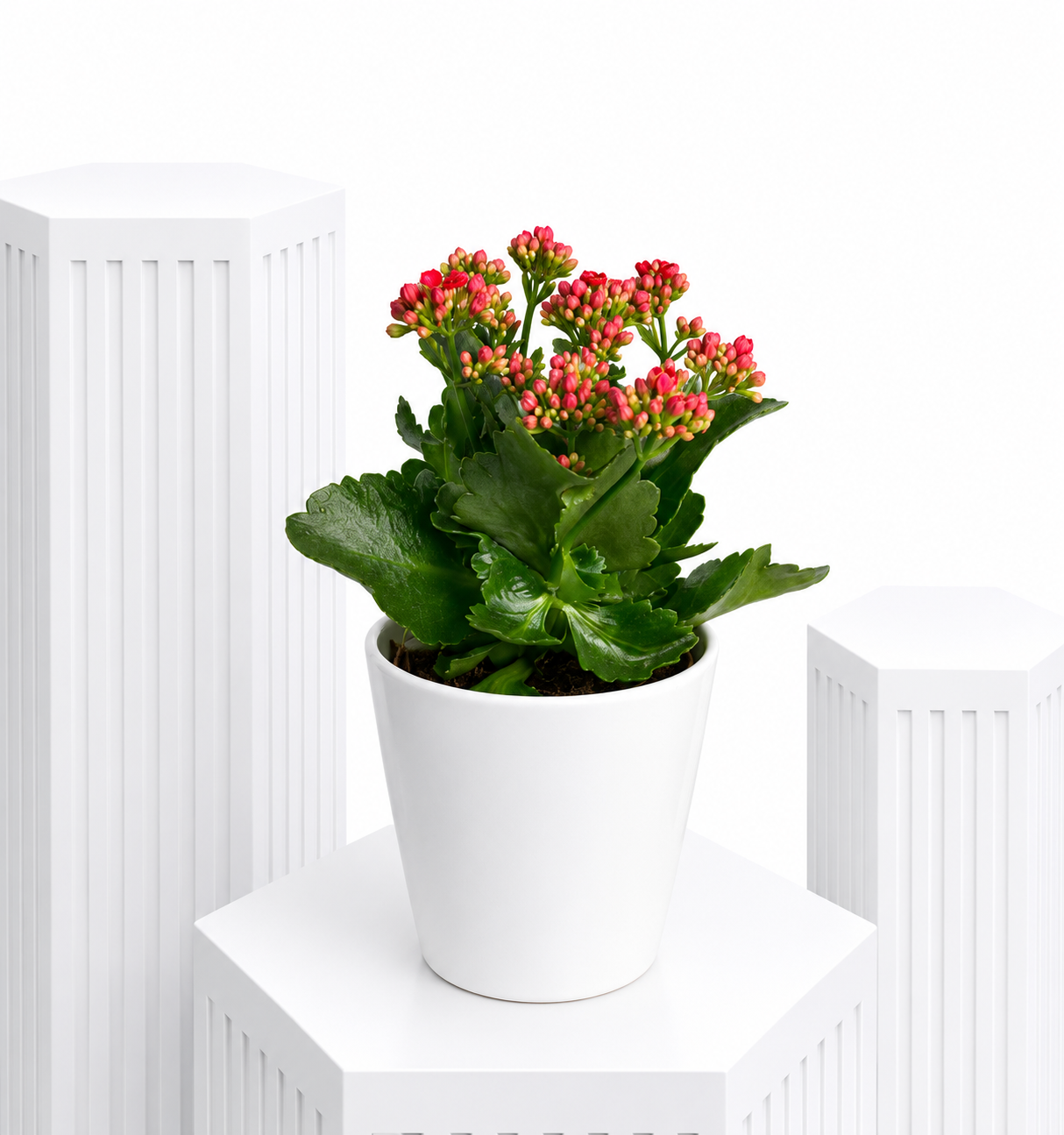 Aqua Kalanchoe Delight