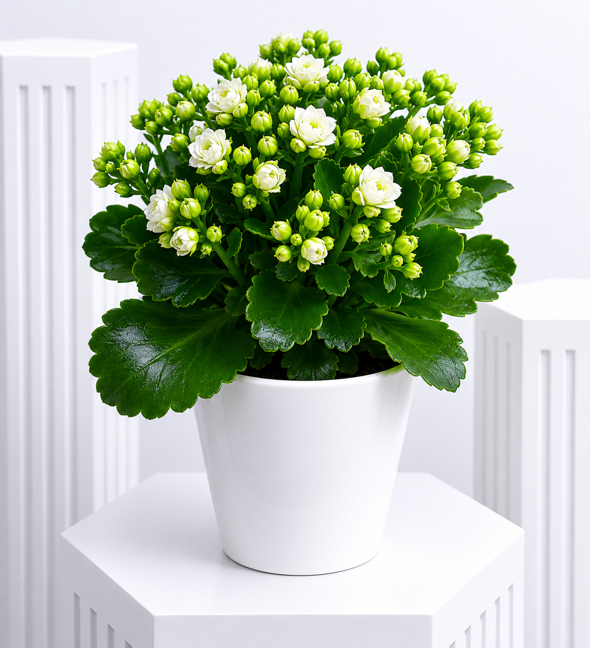 White Kalanchoe Delight