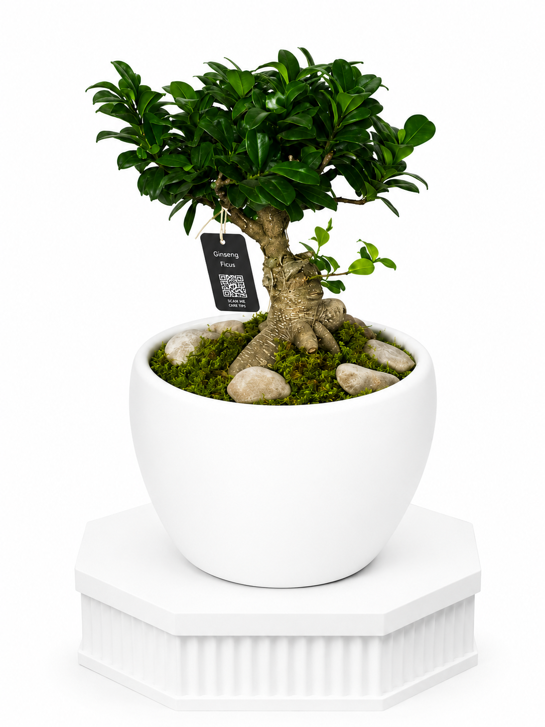 Zen Garden Bonsai