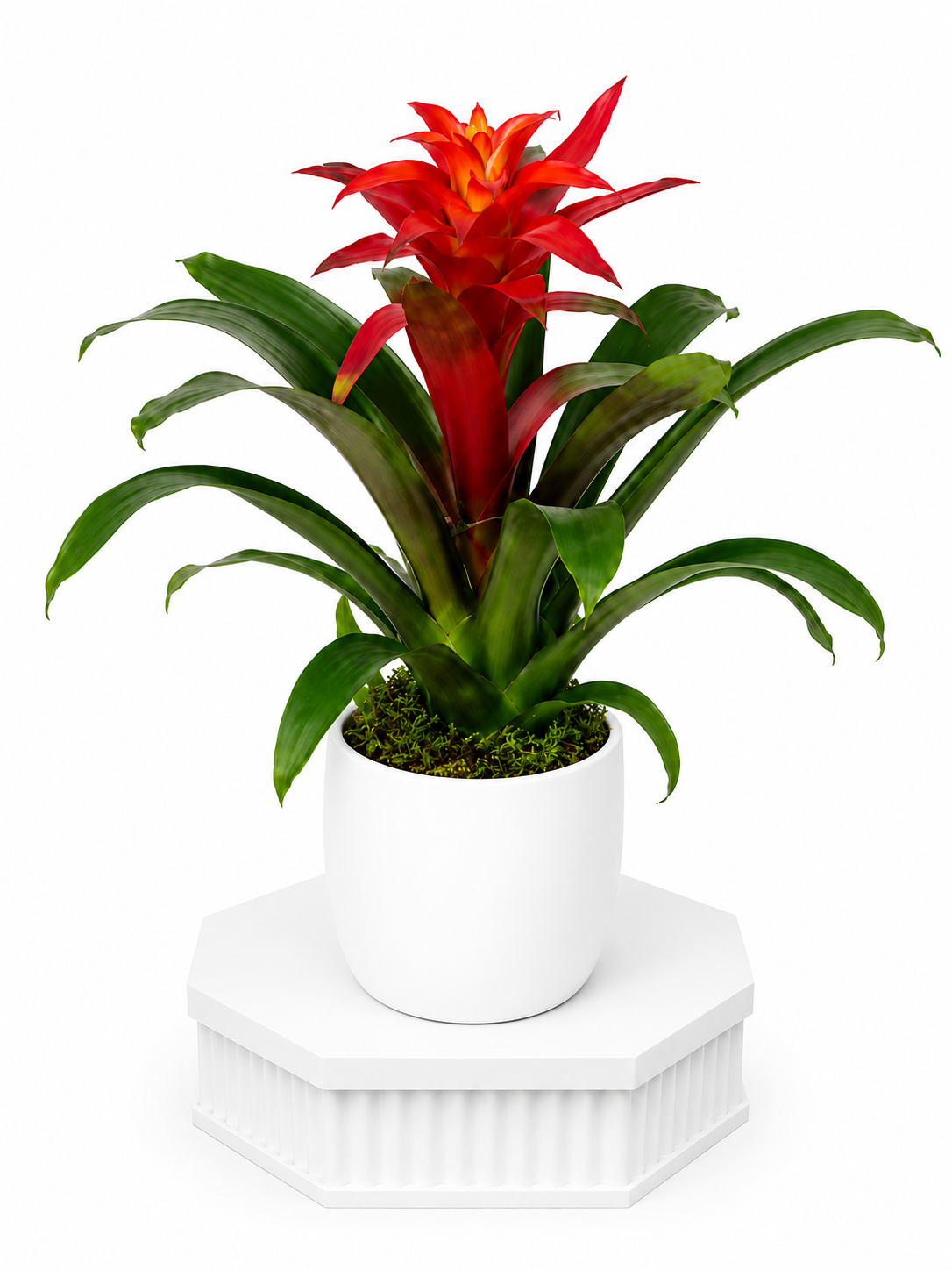 Guzmania Bromeliad
