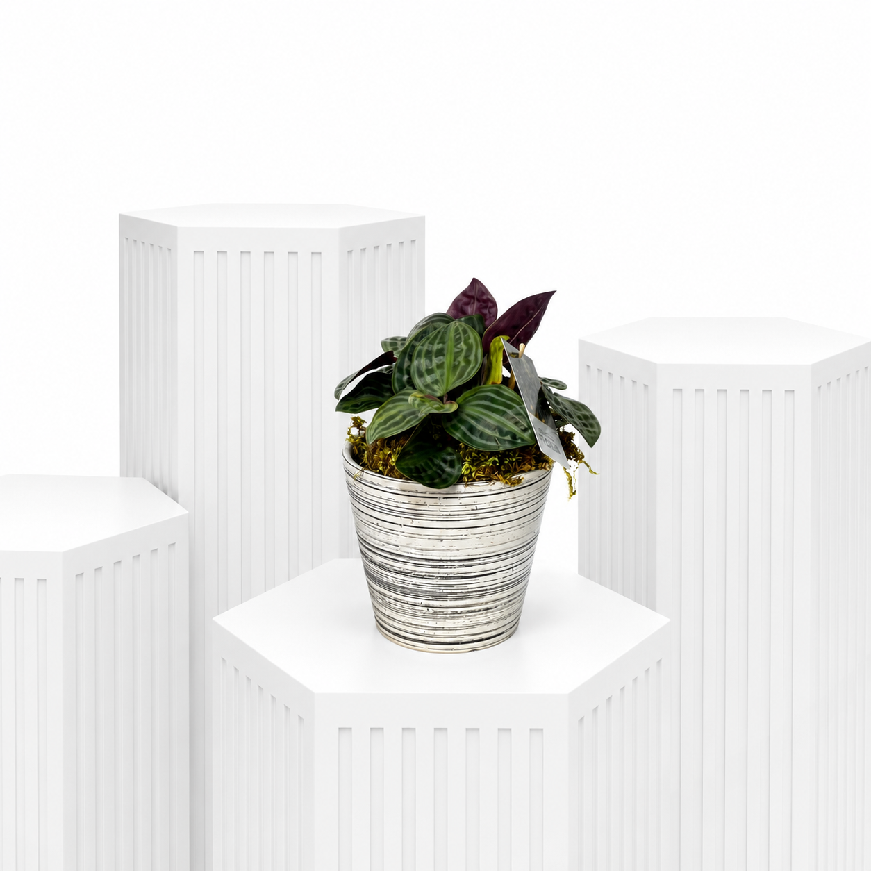 Calathea Plant