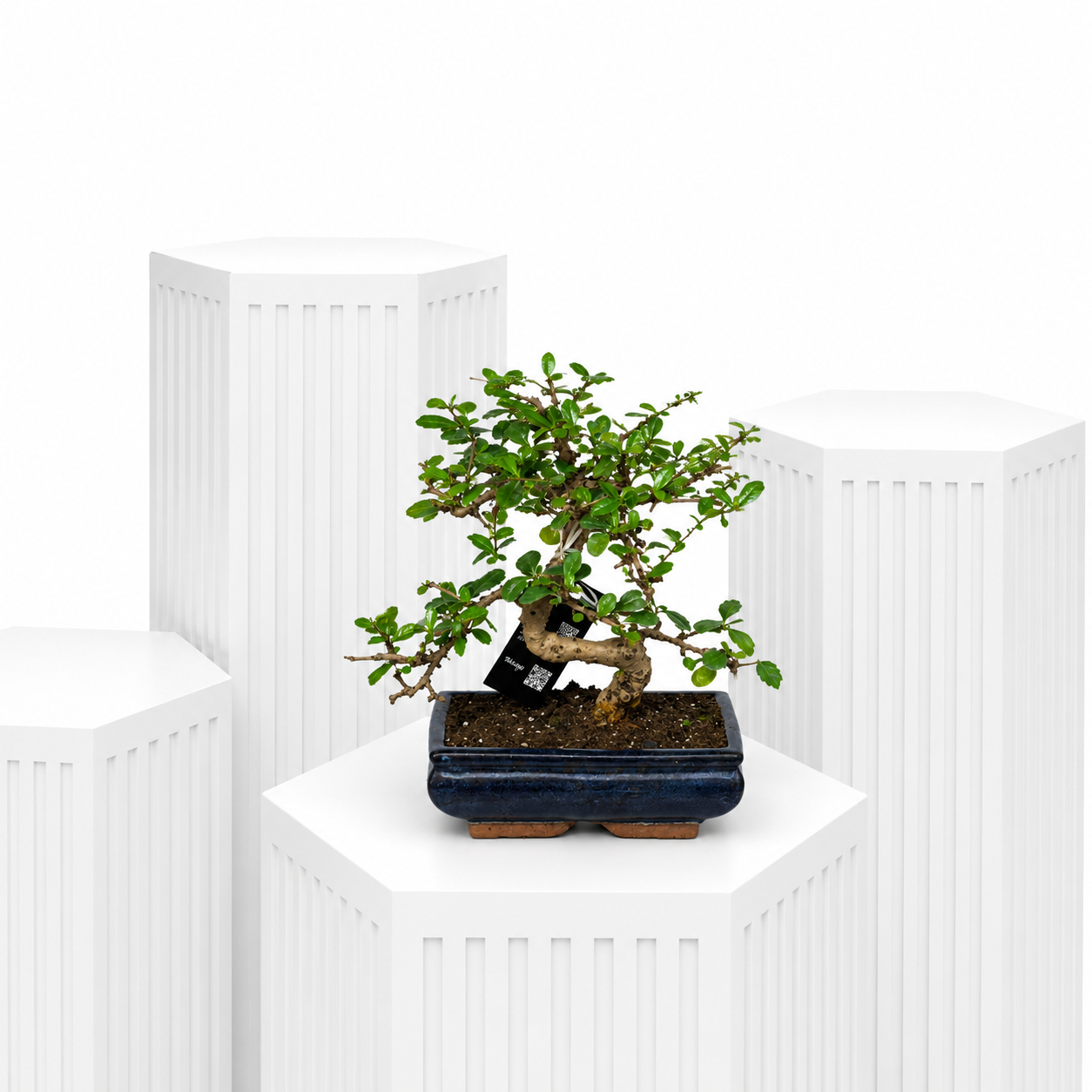 Fukien Tea Bonsai