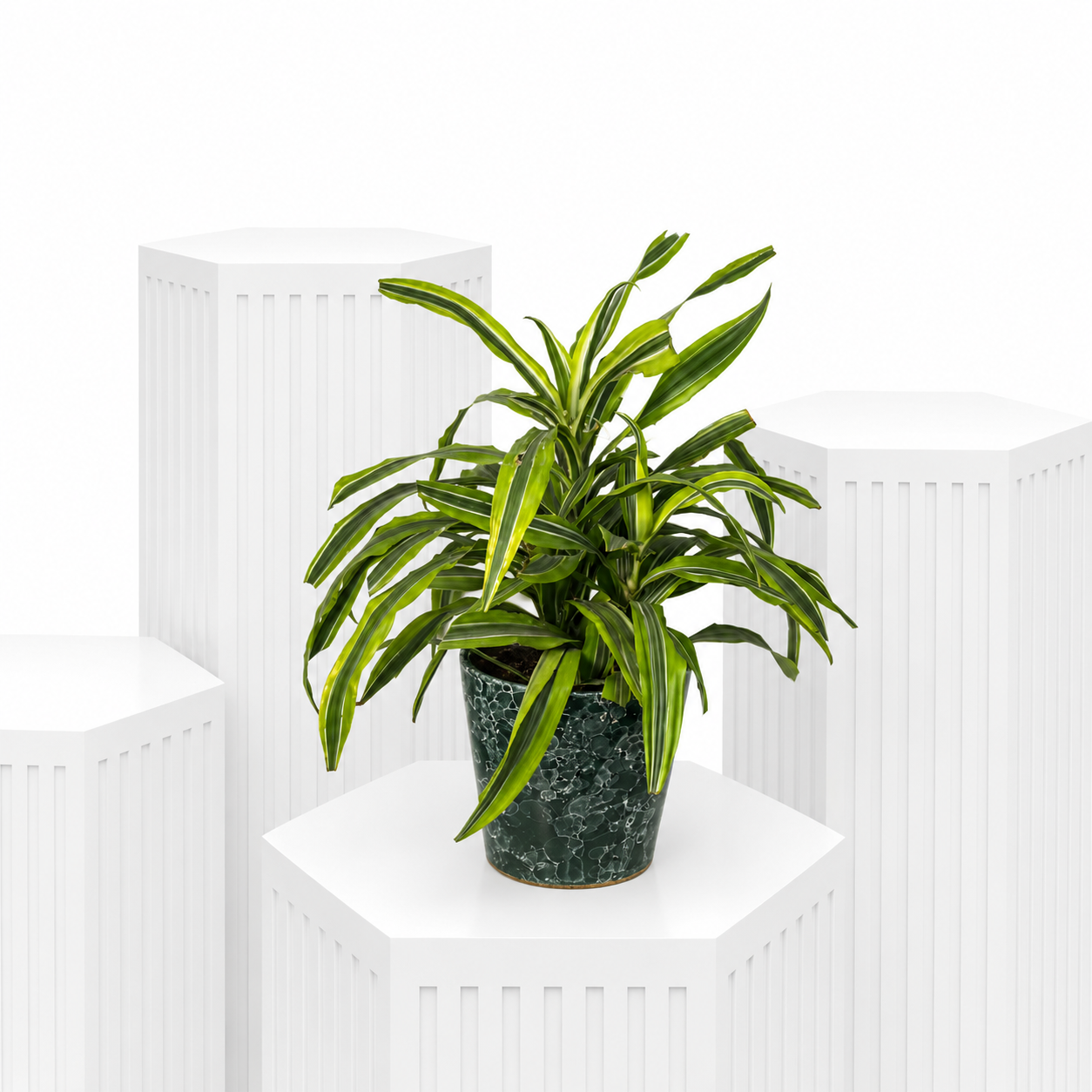 Dracaena fragrans