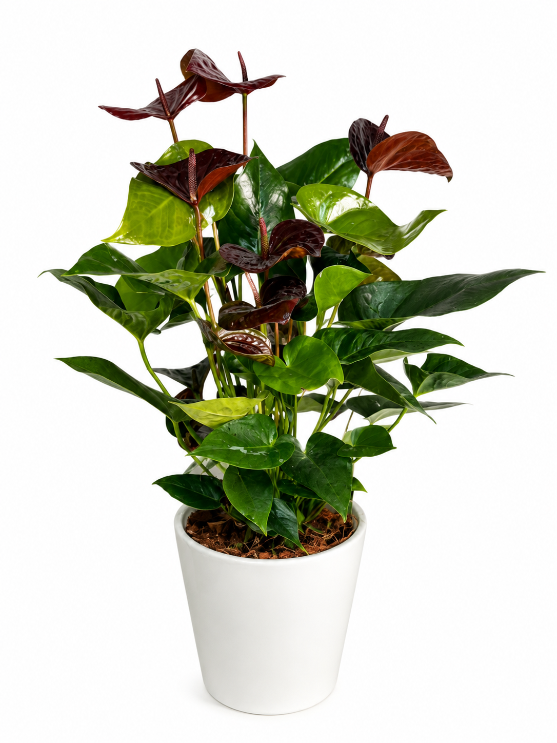 Anthurium Serenity