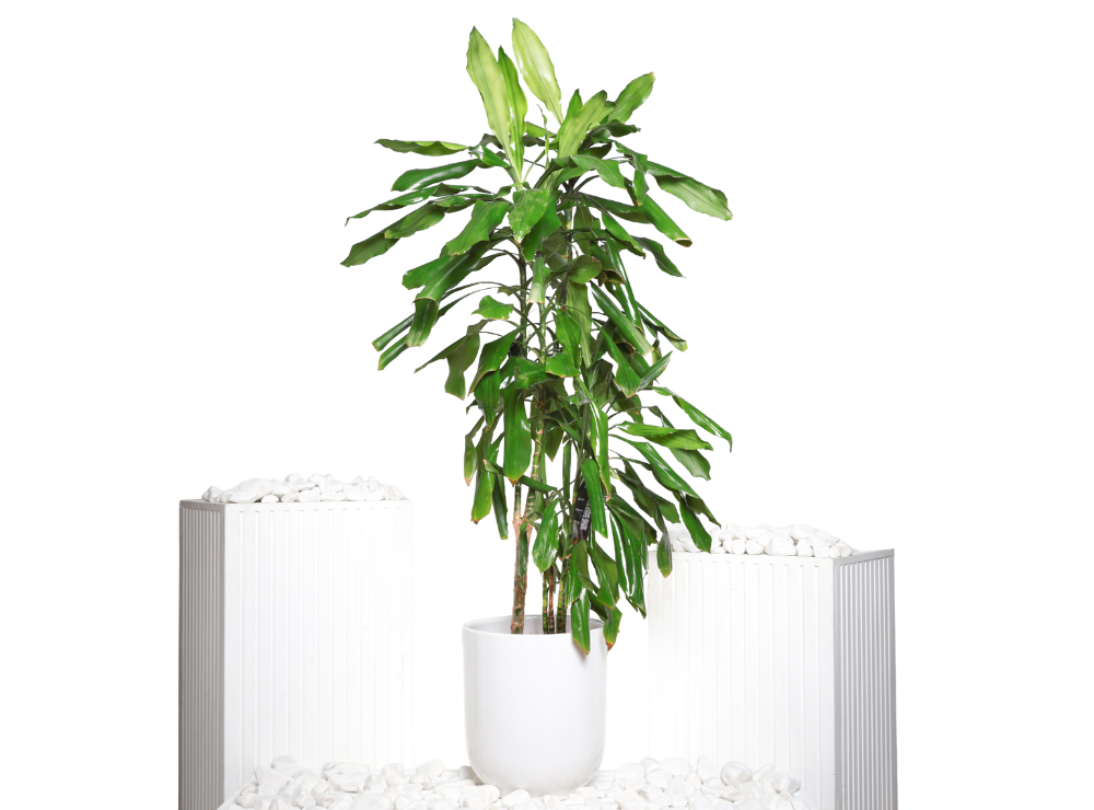 Dracaena Fragrans Plant
