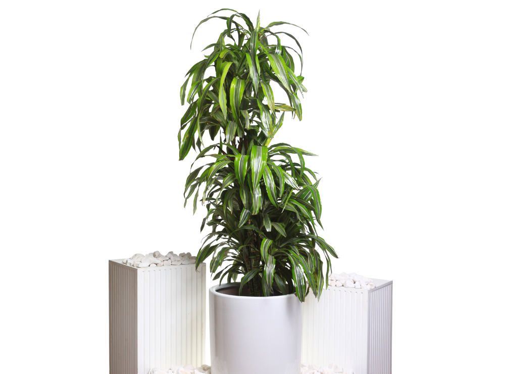 Dracaena Lemon Lime