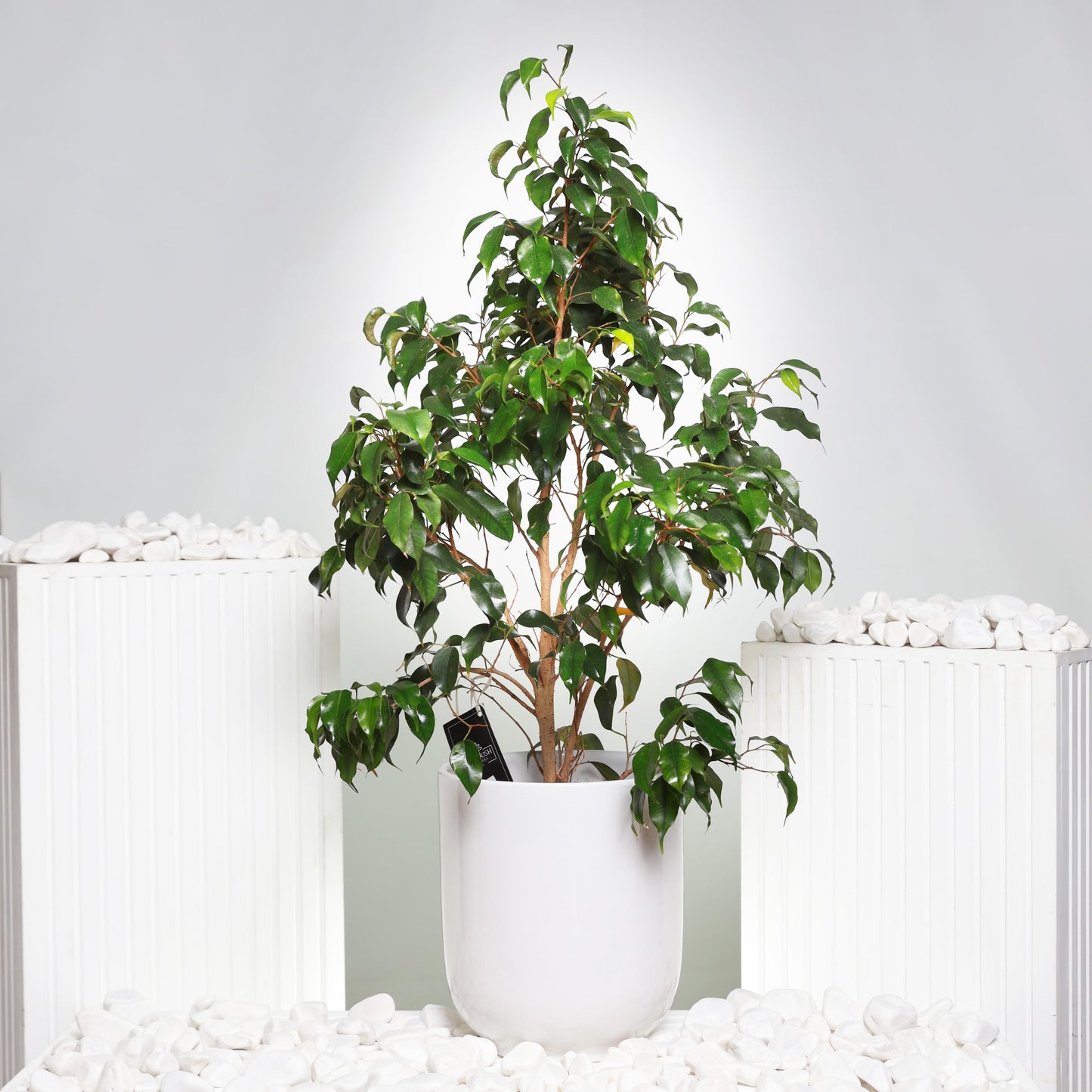 Ficus Benjamina Plant