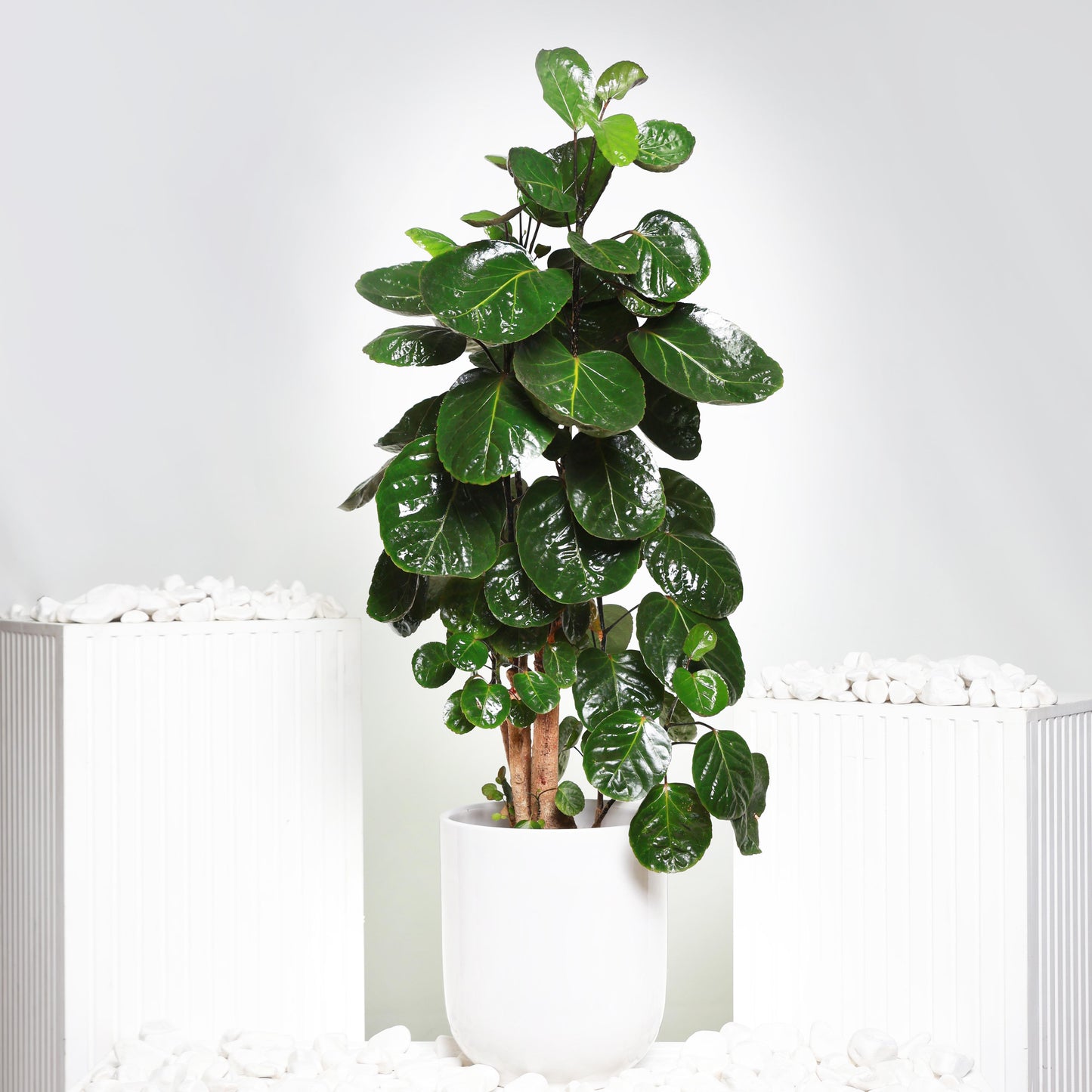 Ficus lyrata Plant