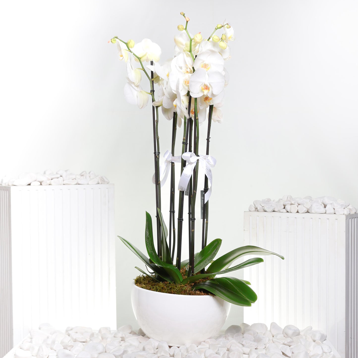 Large White Orchid