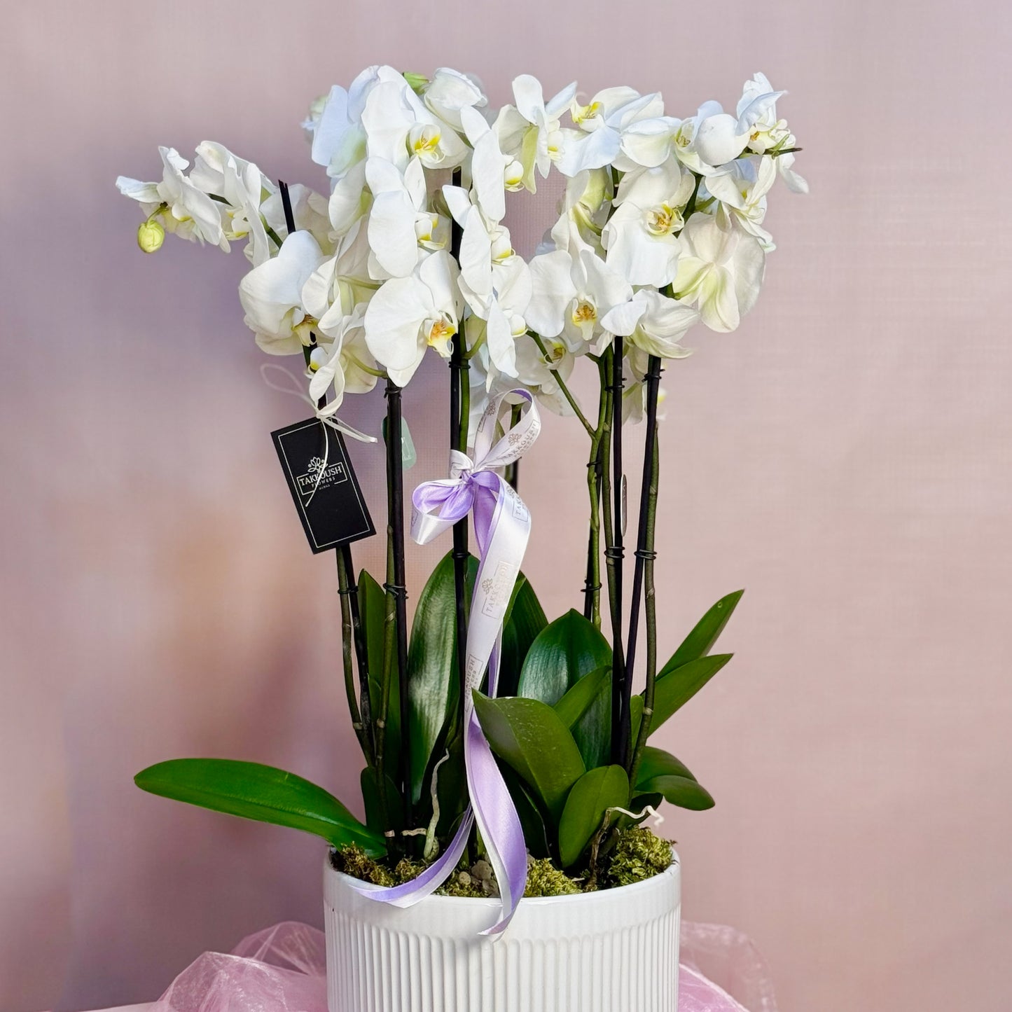 Orchid Majesty