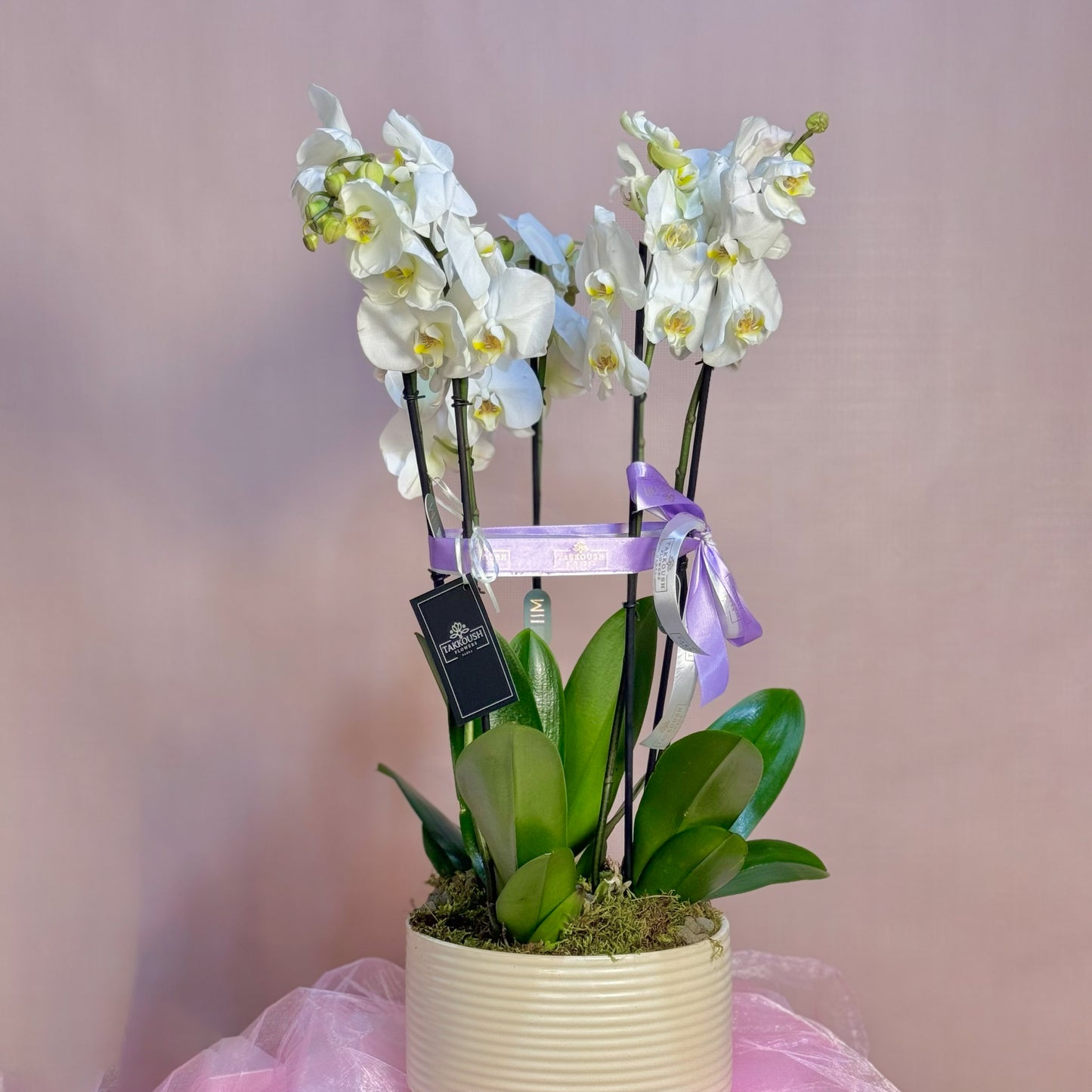 Orchid Prestige
