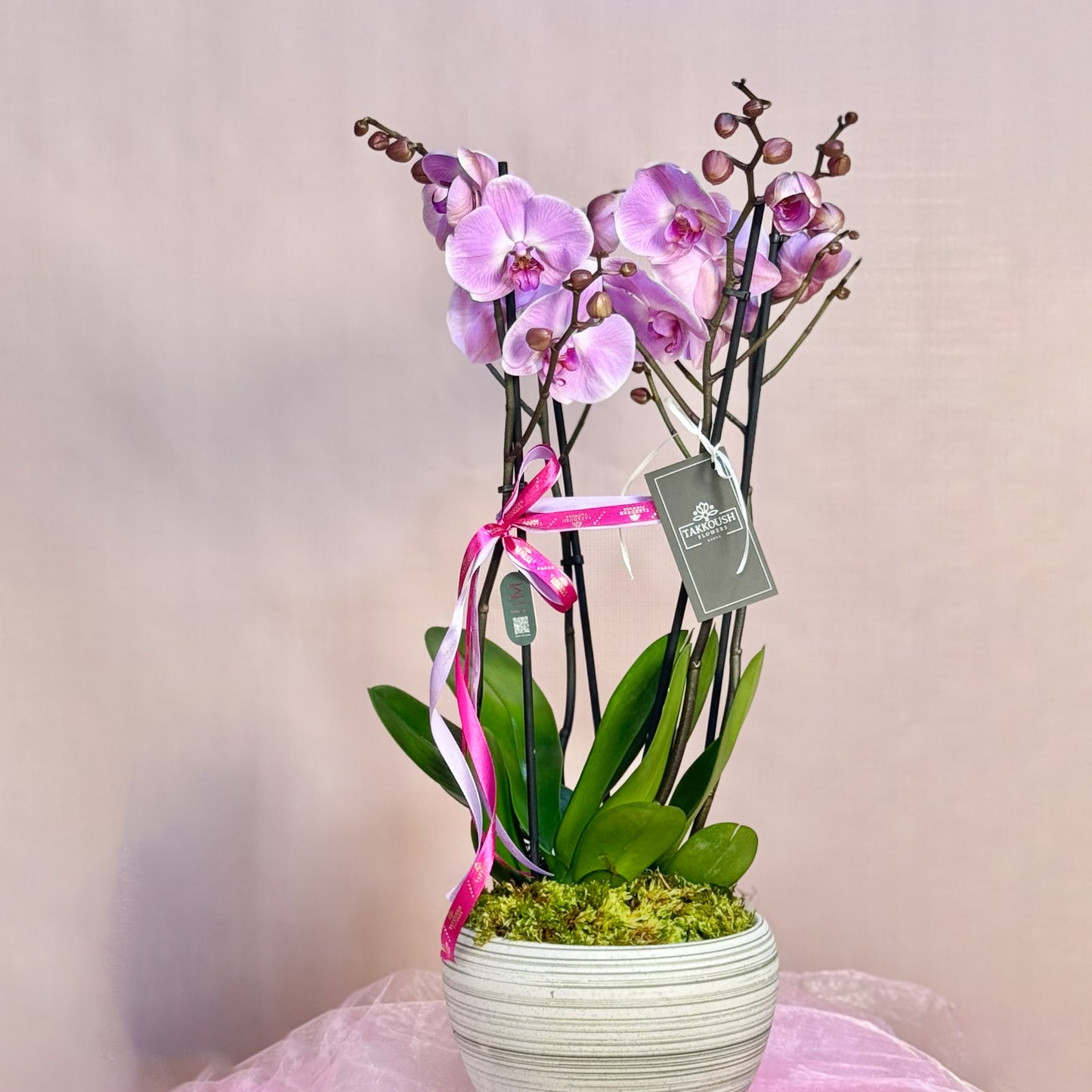 Palette Majestic Orchid