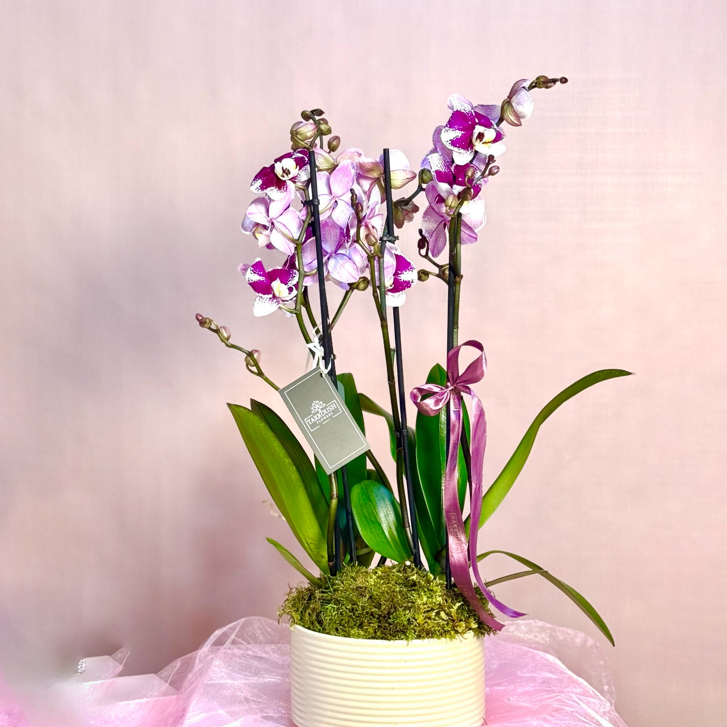Pastel Majestic Orchid