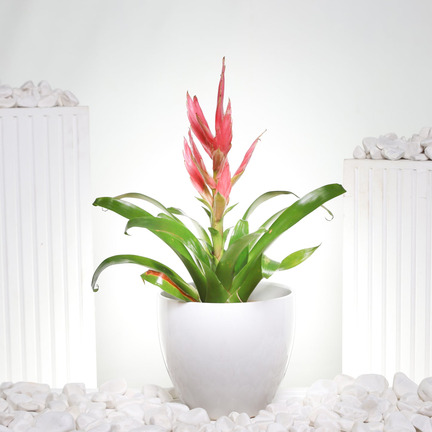 Pink Guzmania Plant