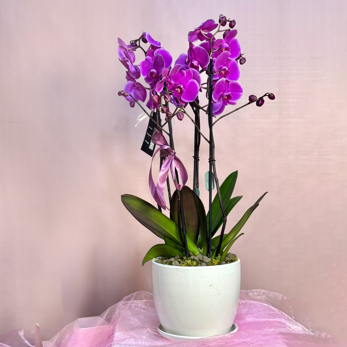 Purple Majestic Orchid