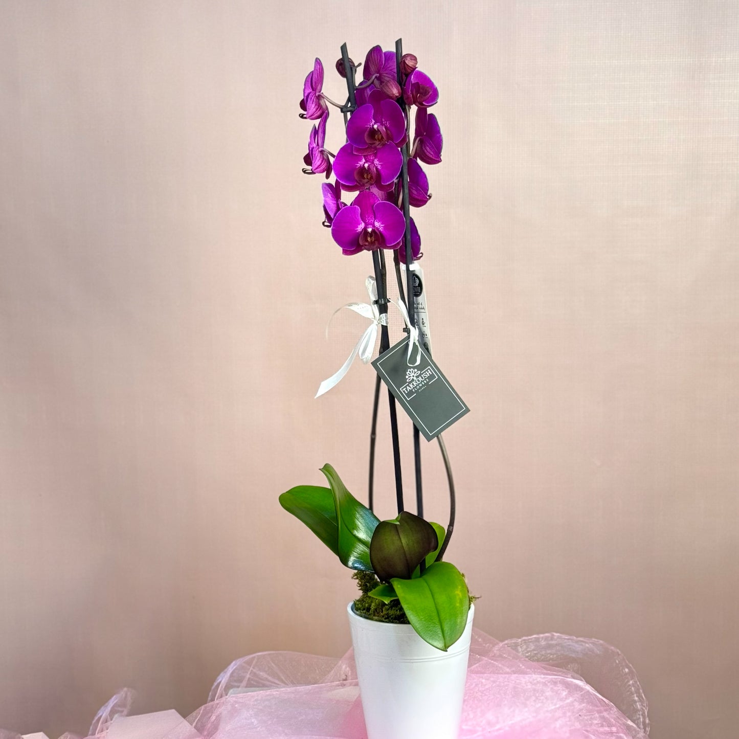 Single Orchids