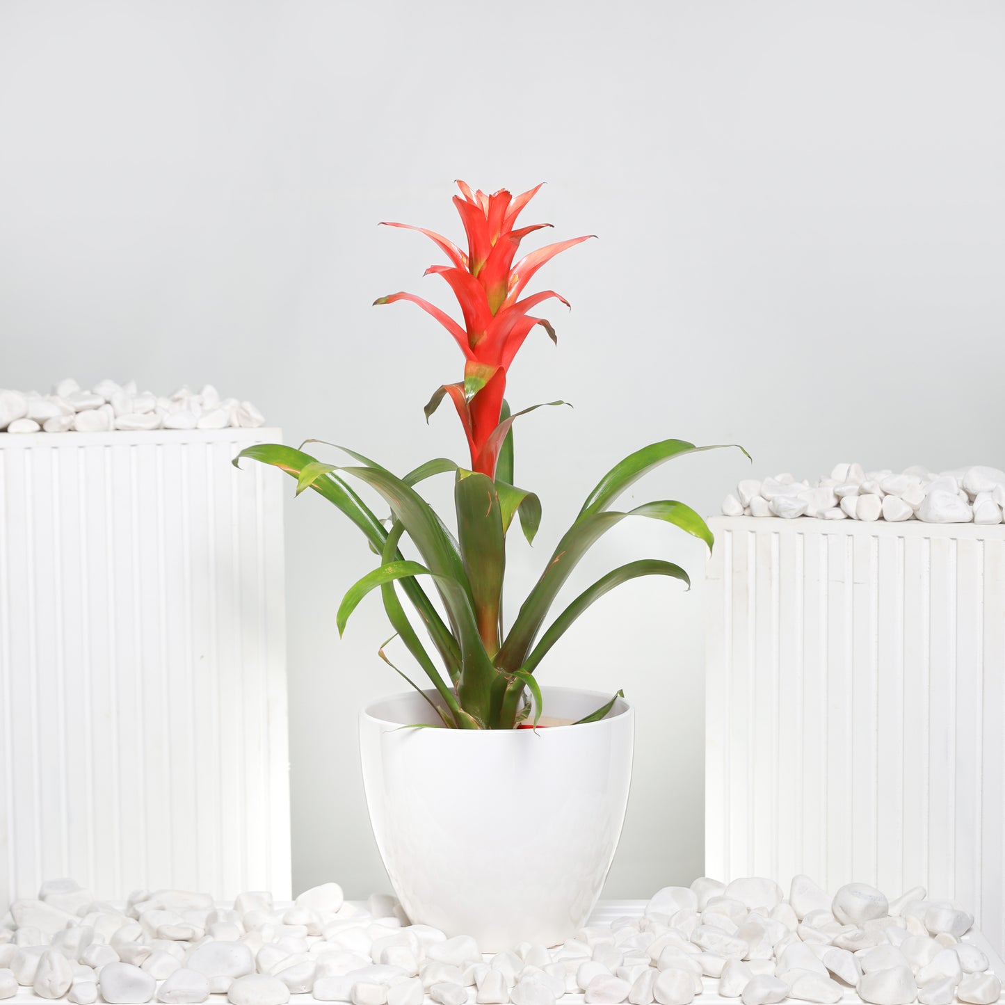 Red Guzmania Plant