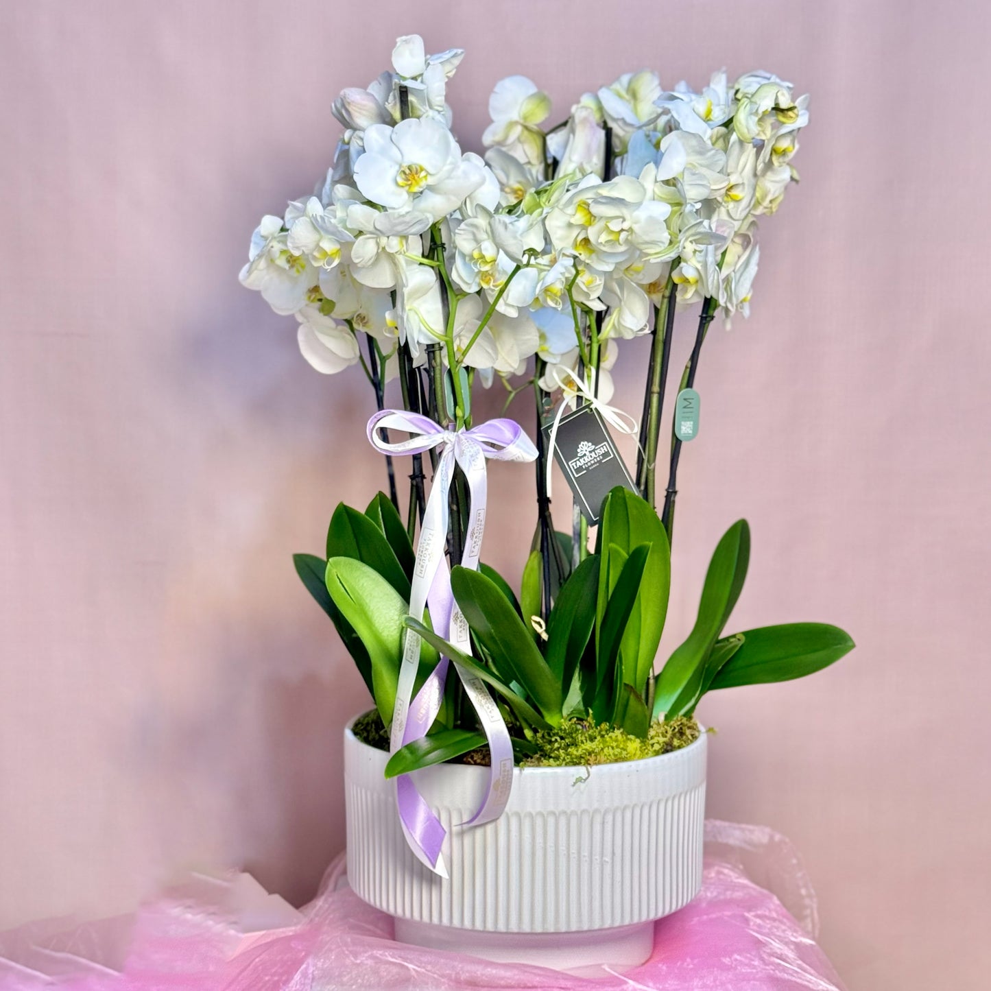 Royal Orchid Elegance
