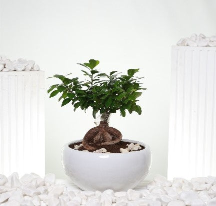 Small Peaceful Bonzai