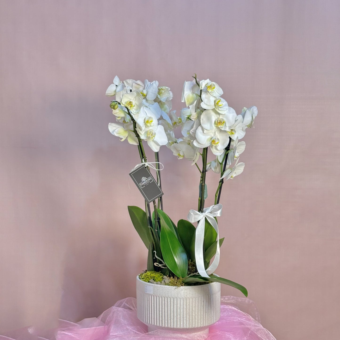 Snowy Majestic Orchid