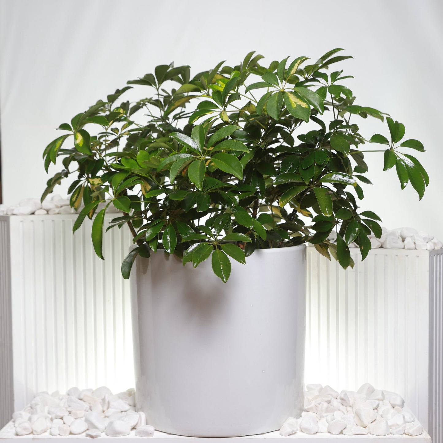 Umbrella Plant