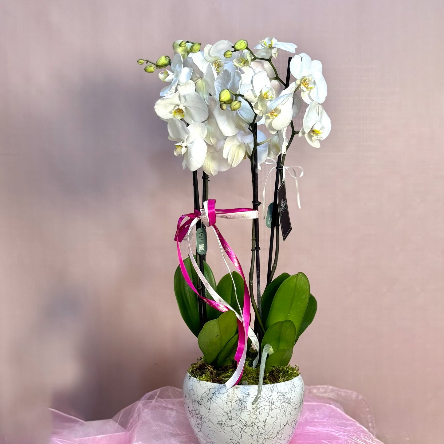 White Majestic Orchid