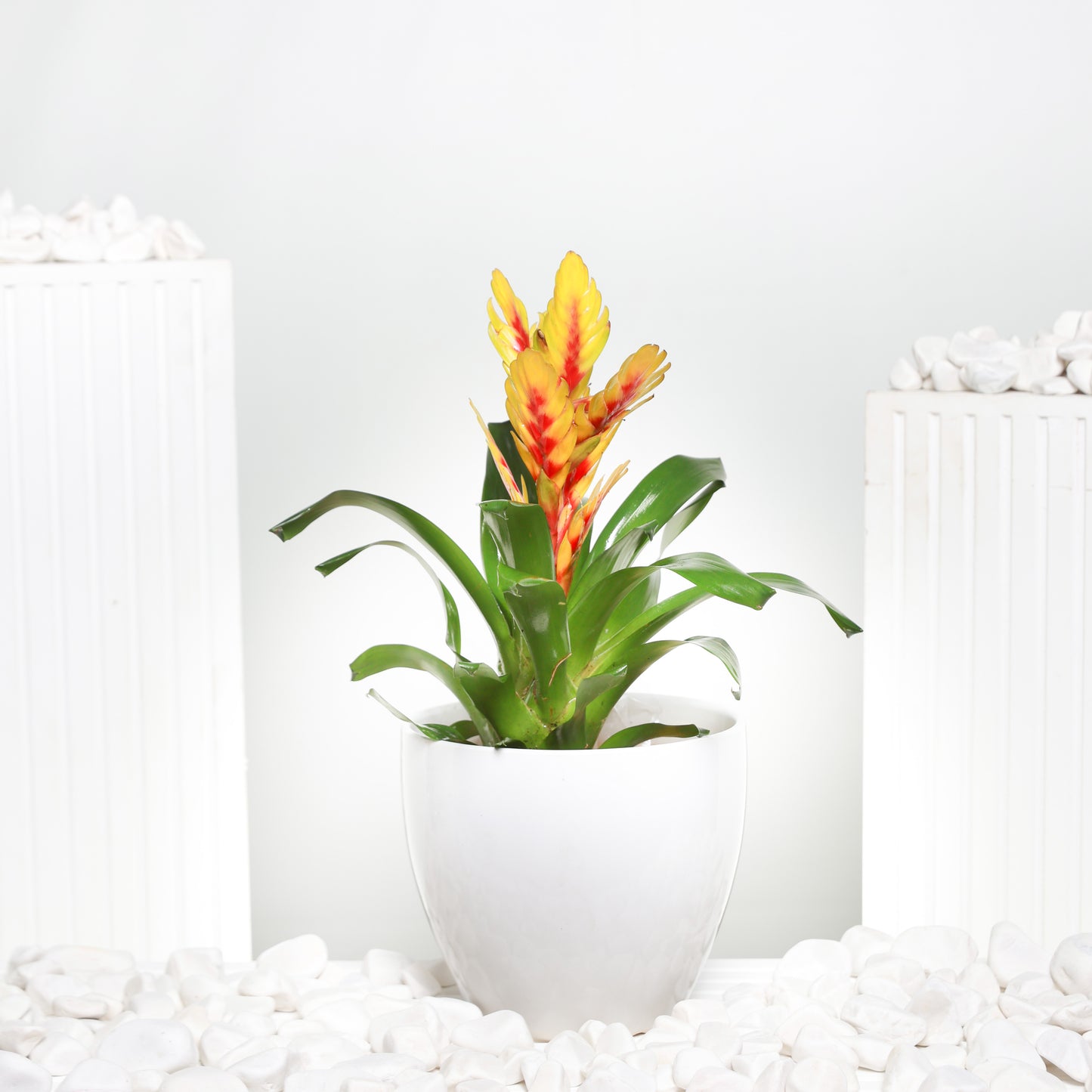 Yellow Guzmania Plant