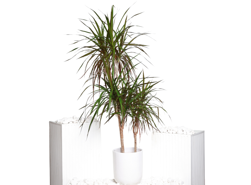Medium Dragon Plant