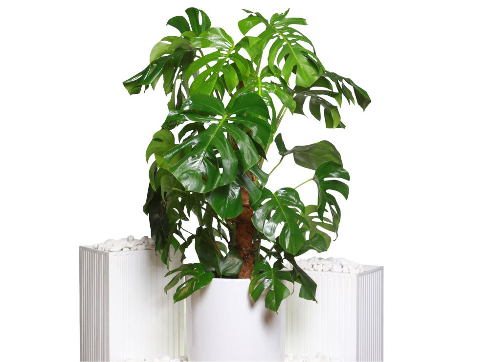Monstera Plant