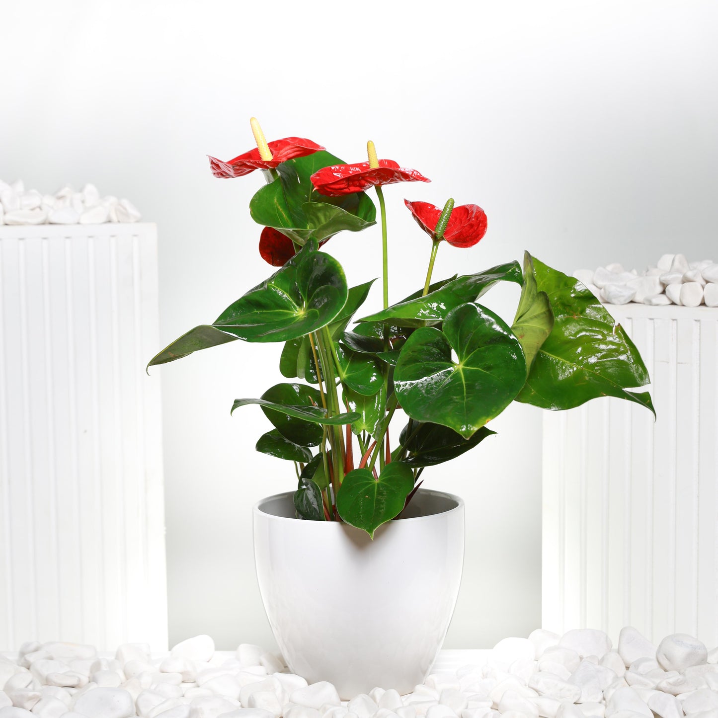 Anthurium Plant