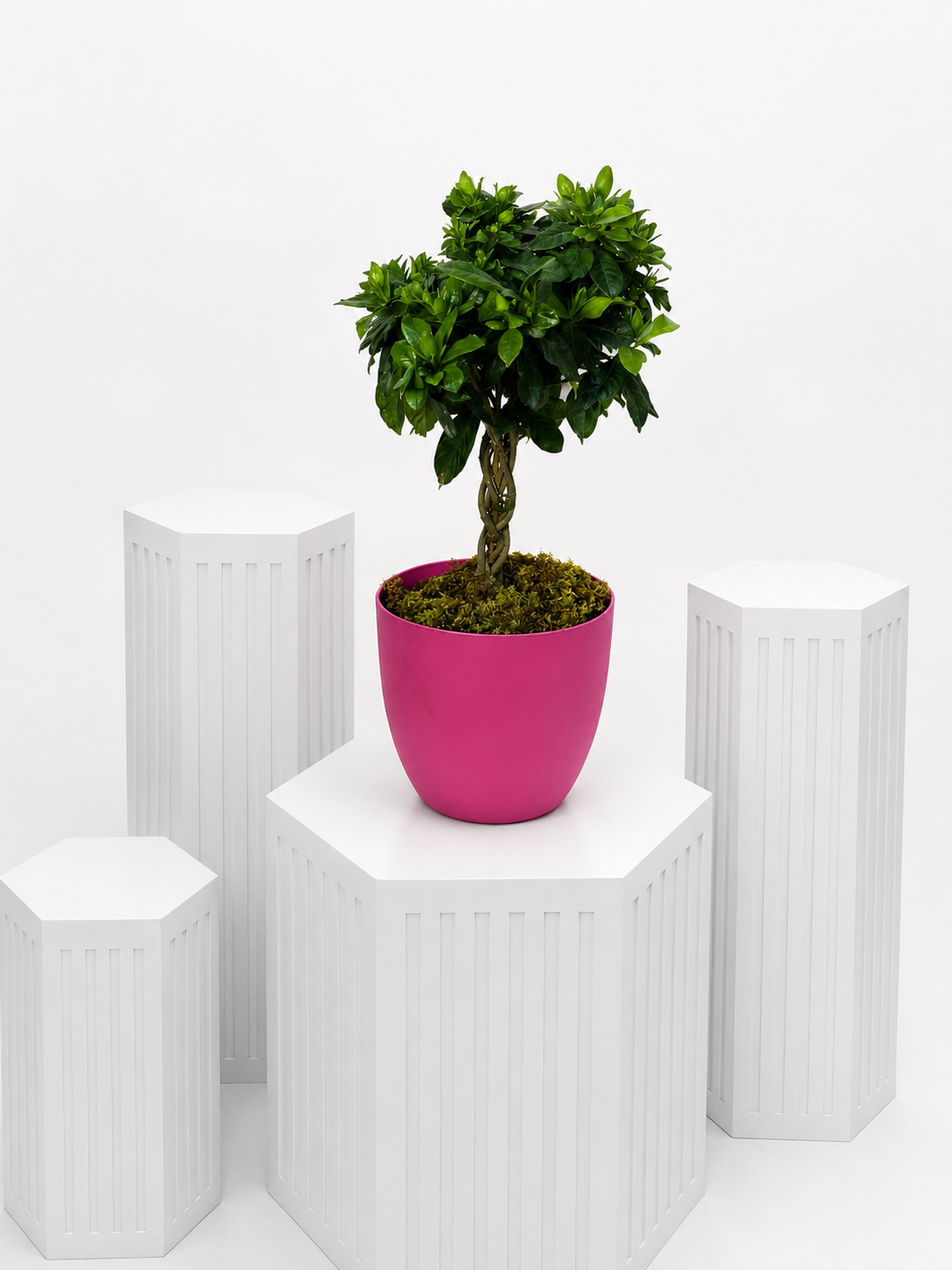 Mini Gardenia