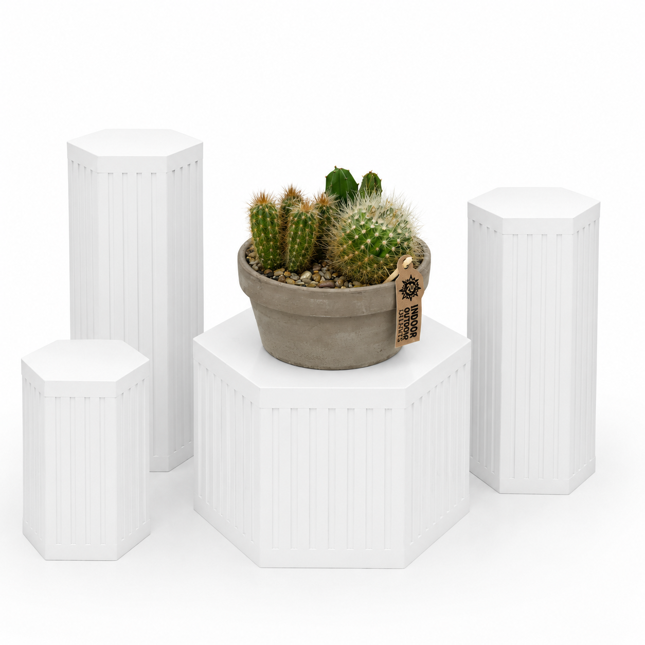 Cacti Garden